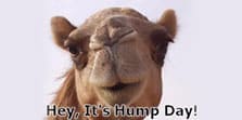 hey-it-s-hump-day
